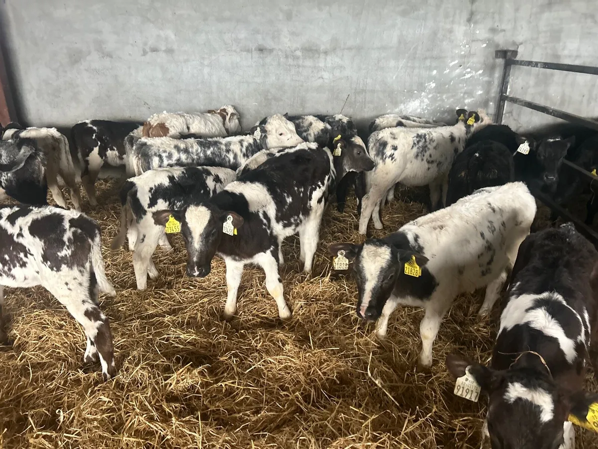 20 reared Belgian blue heifers - Image 3