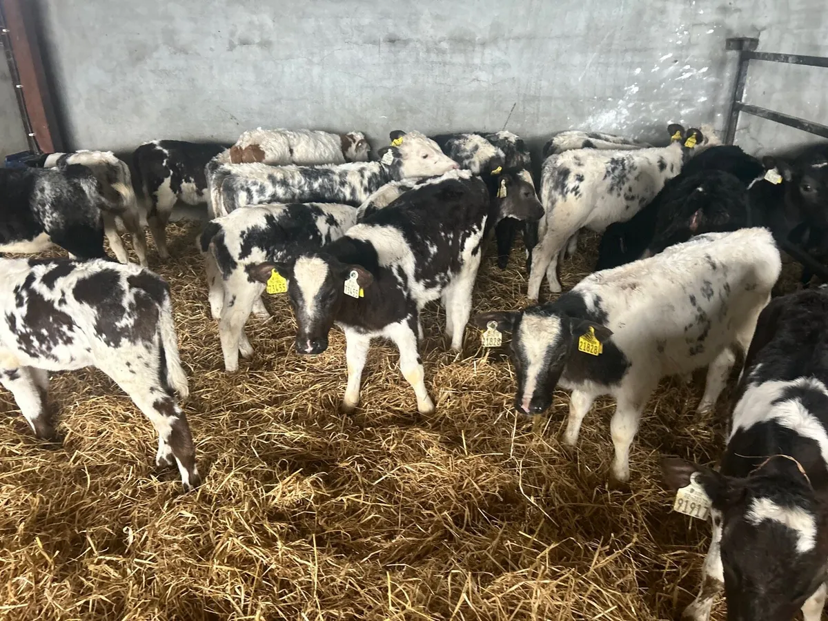 20 reared Belgian blue heifers - Image 4