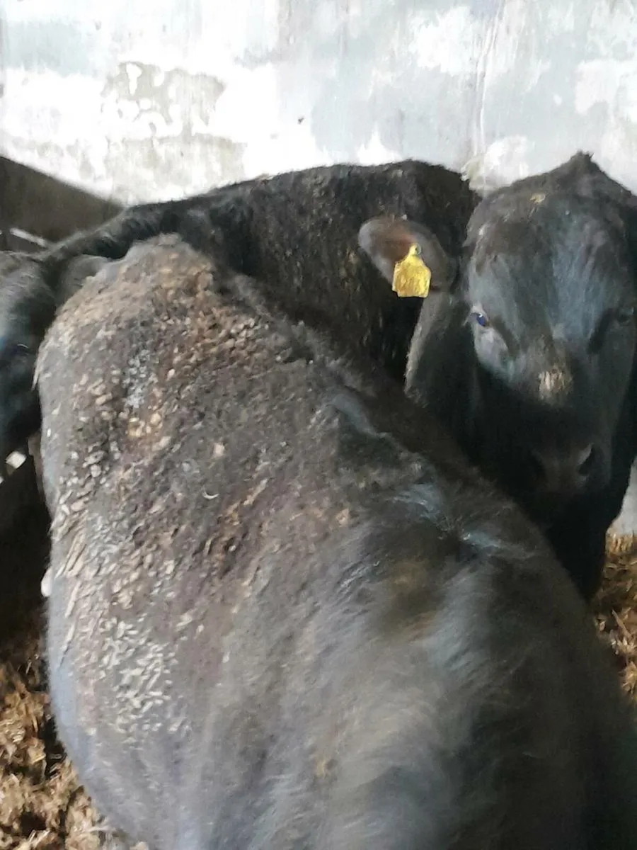 Beef Cattle - Image 1