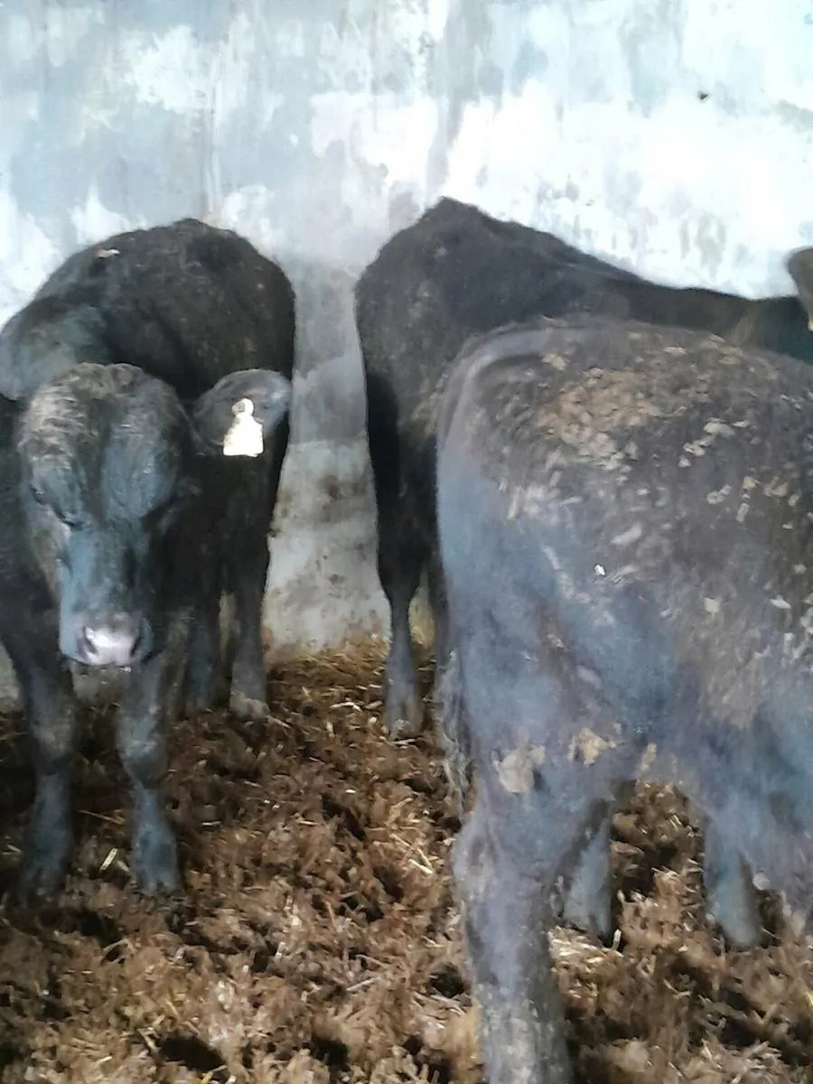 Beef Cattle - Image 2