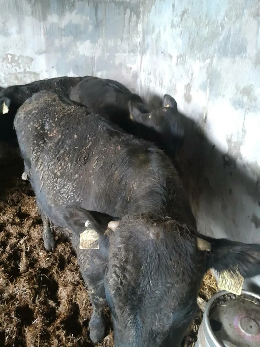 Beef Cattle - Image 3