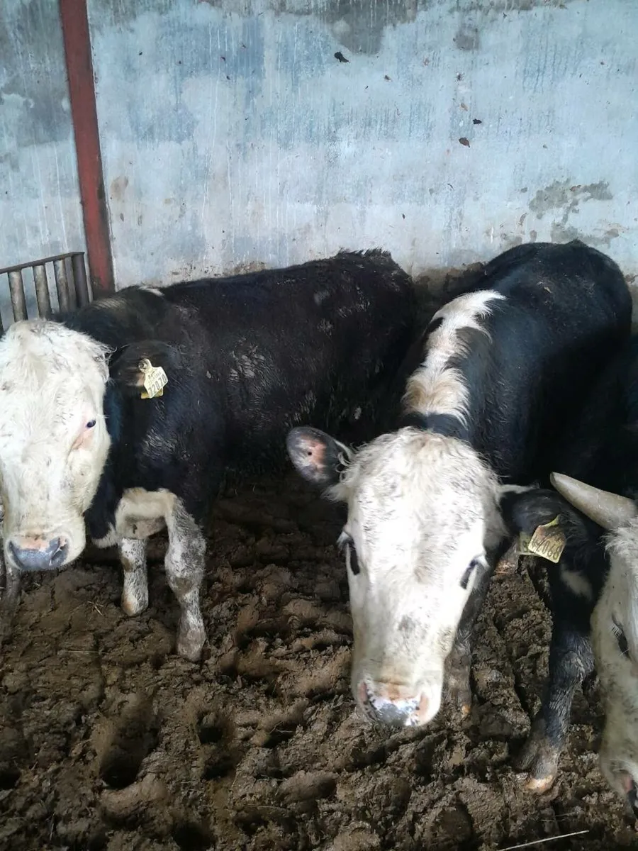 Beef Cattle - Image 4