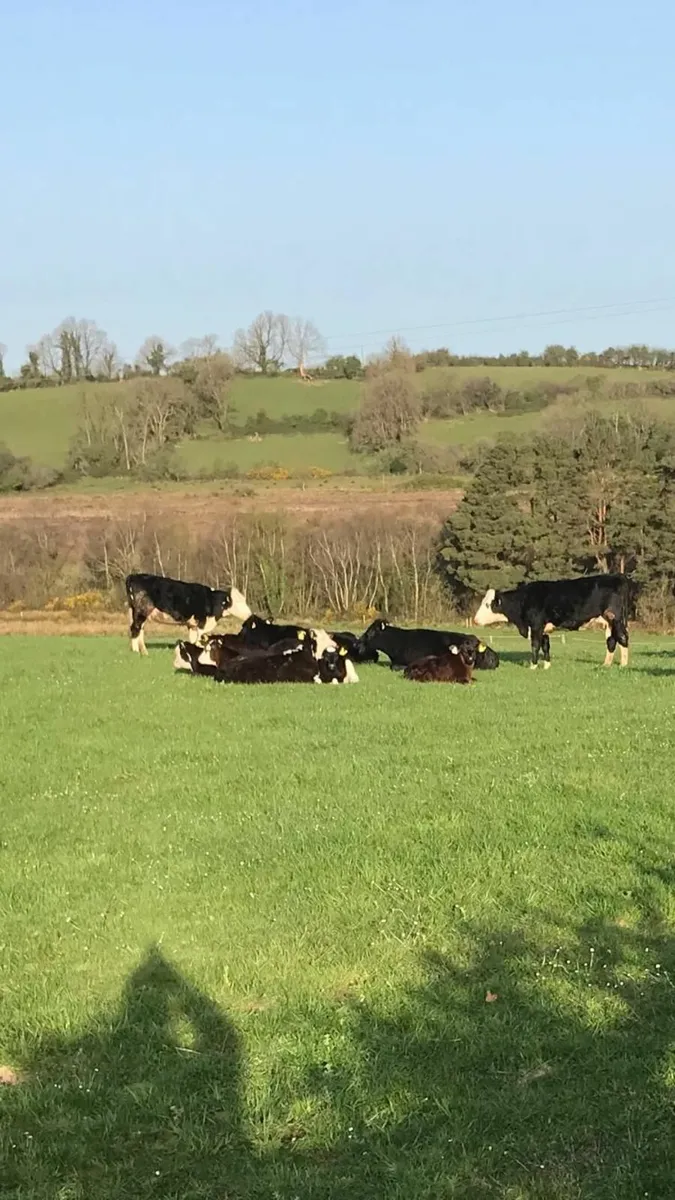 Beef cattle - Image 2