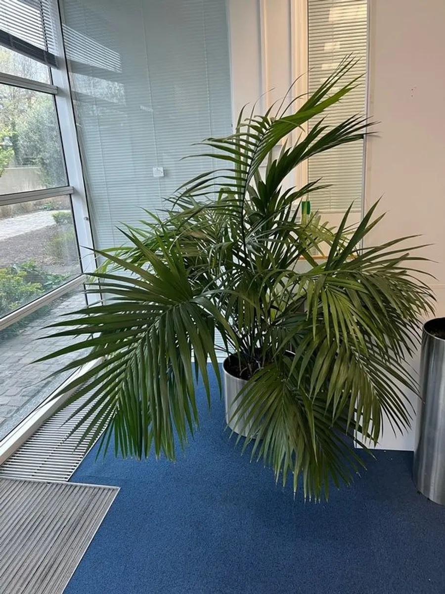 plants - Image 1