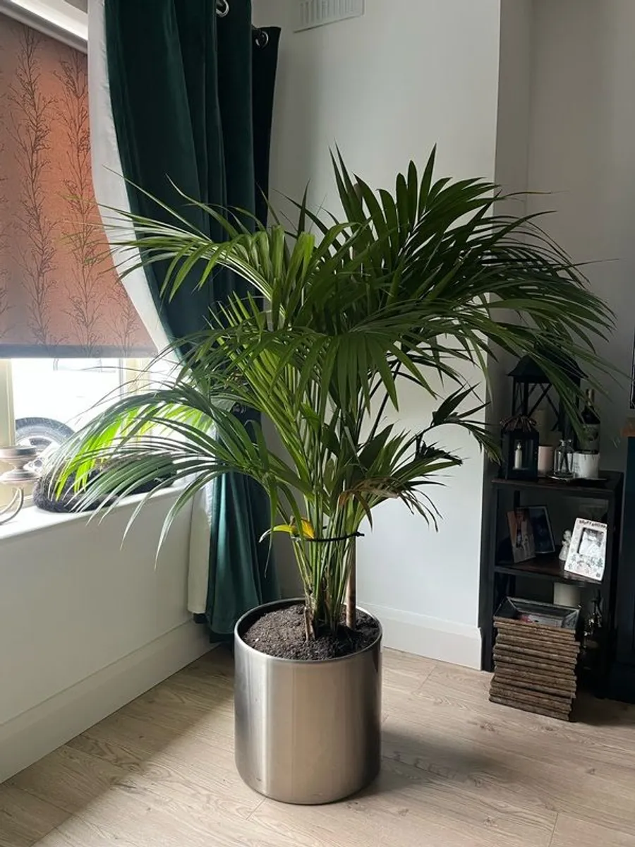 plants - Image 2