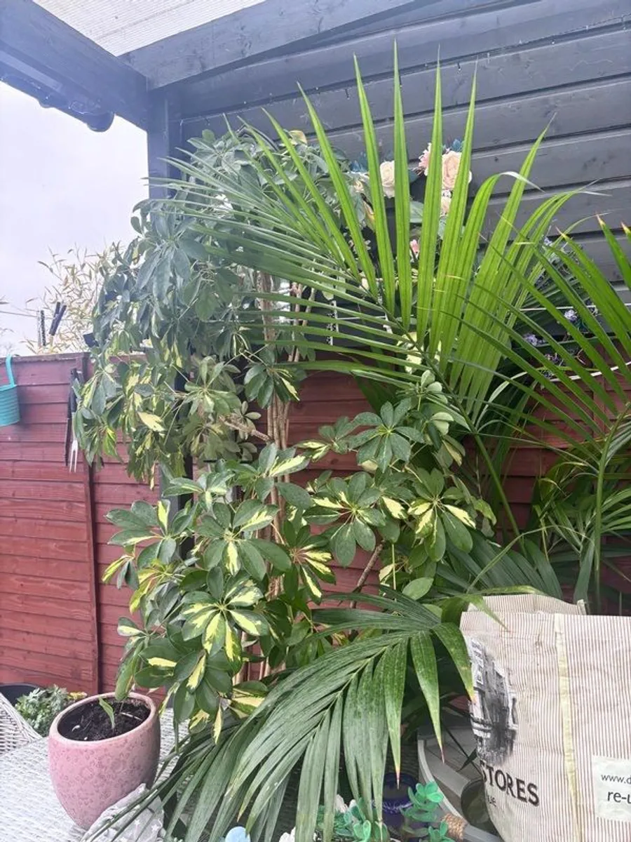 plants - Image 3