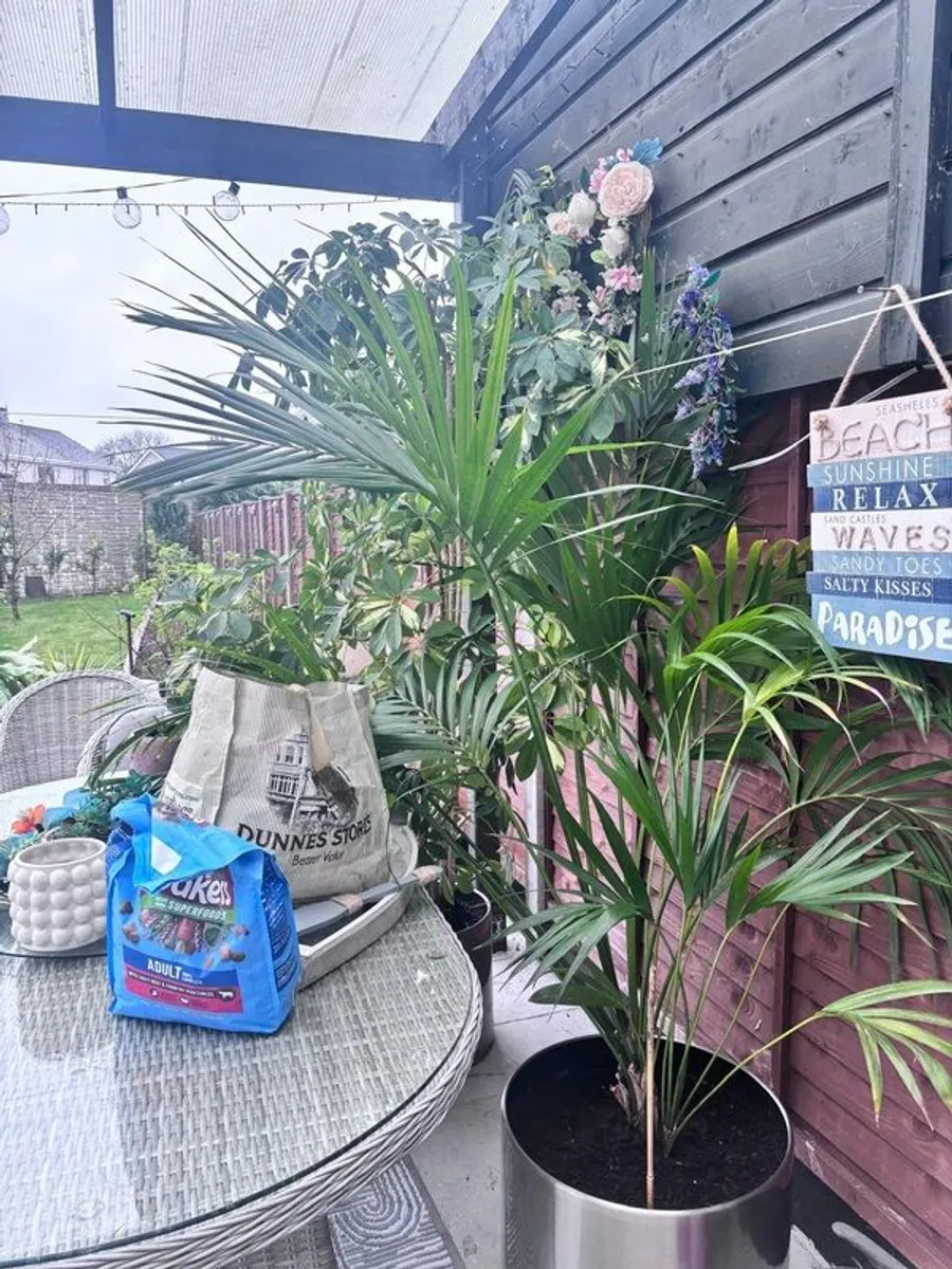 plants - Image 4