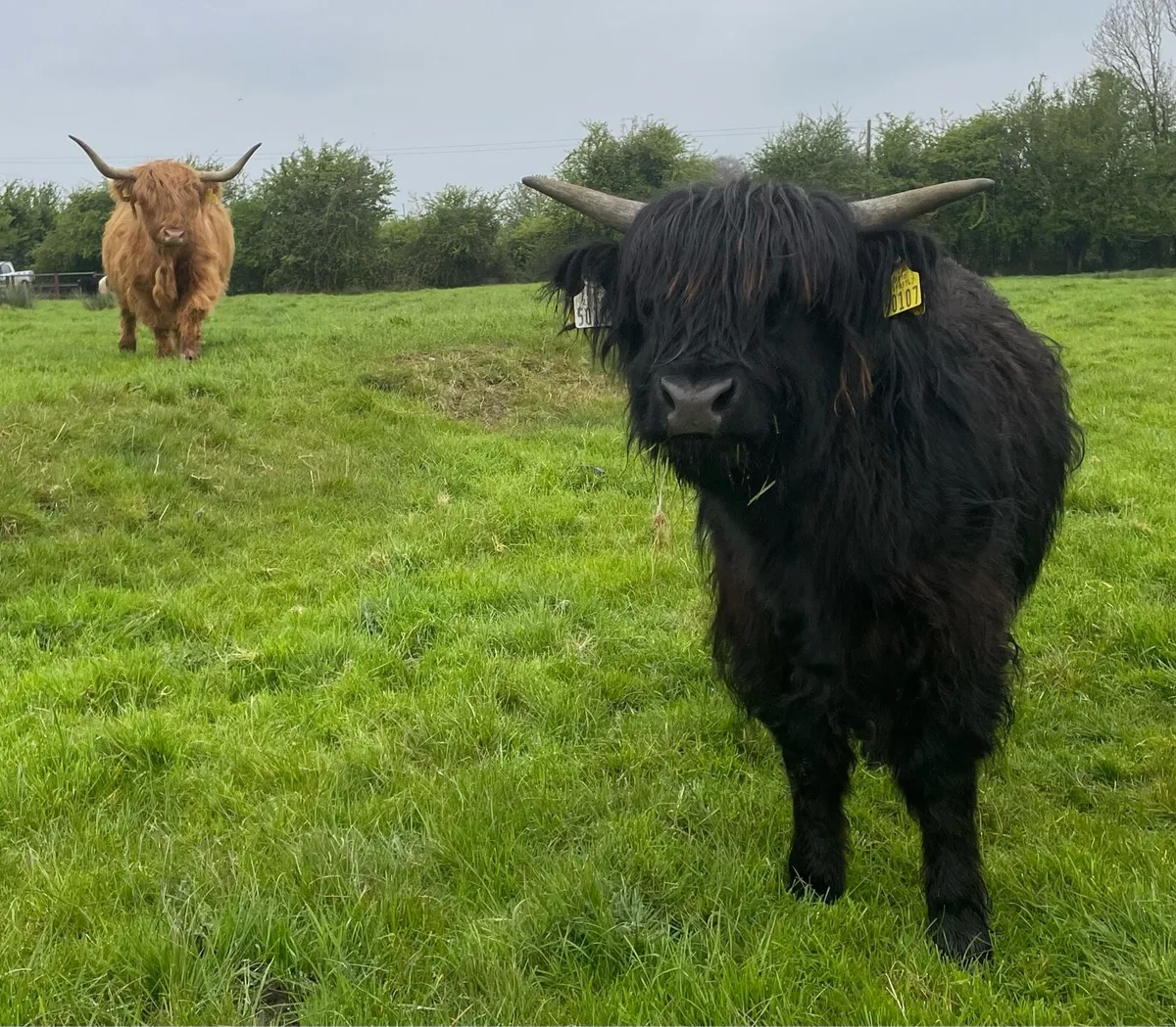 Highland heifer Pedigree registered - Image 2