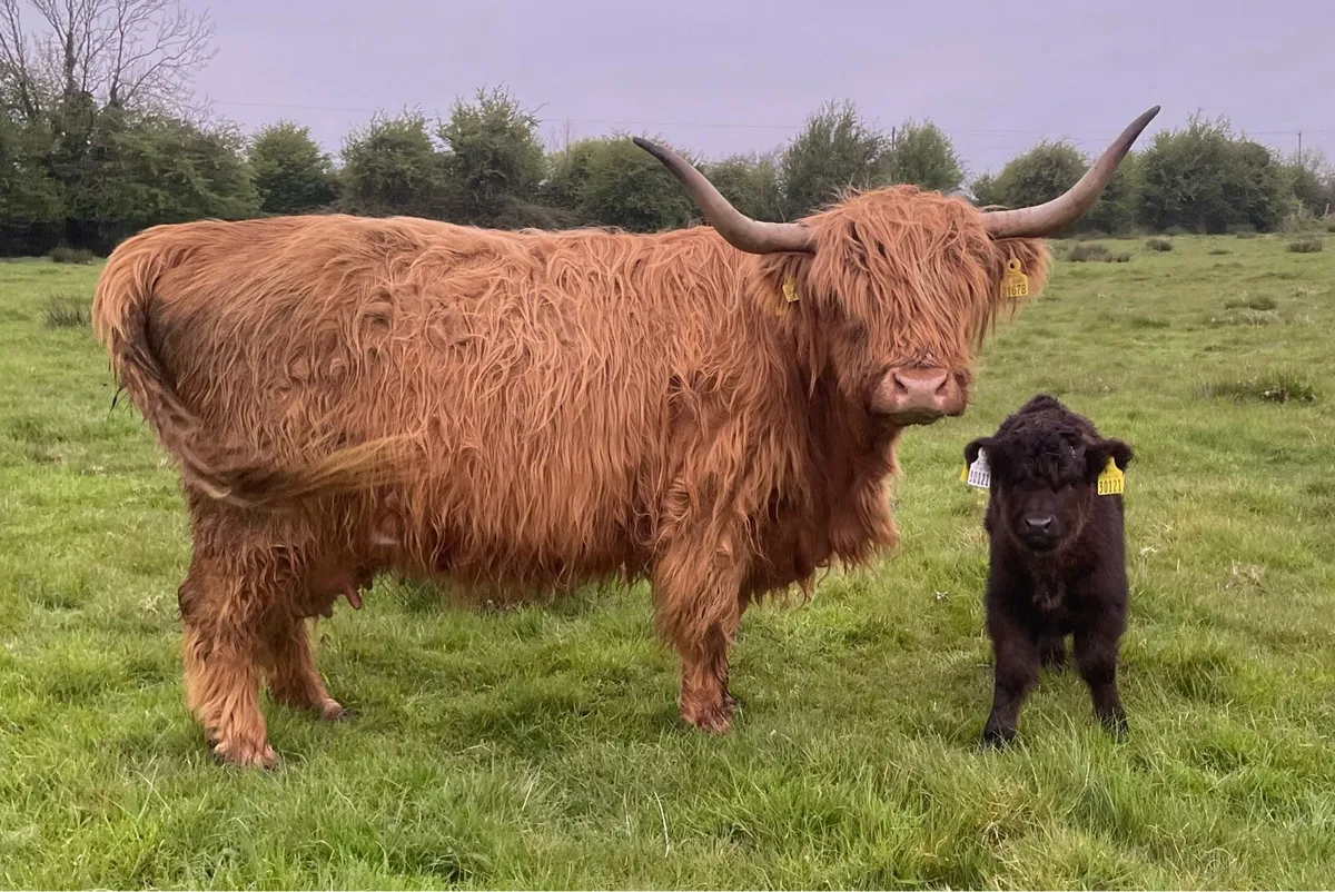 Highland heifer Pedigree registered - Image 3