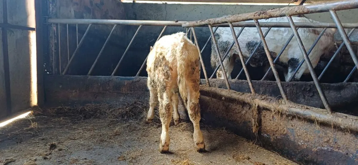 Pbr 5 star char bull weanling - Image 1