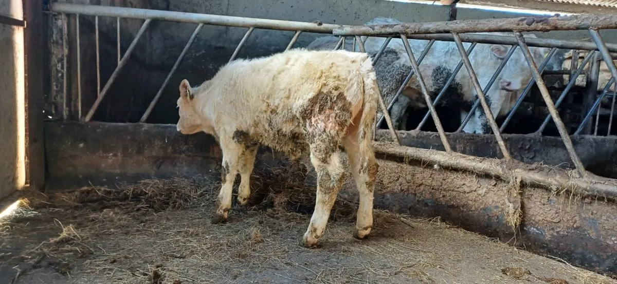Pbr 5 star char bull weanling - Image 2