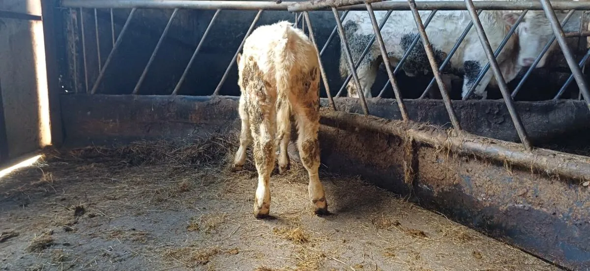 Pbr 5 star char bull weanling - Image 3