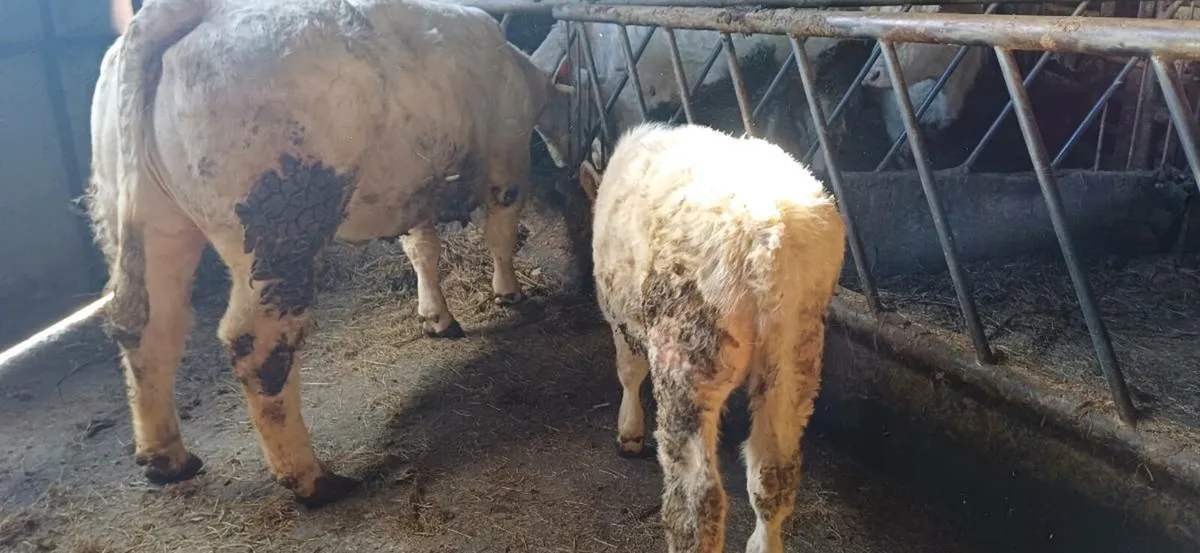 Pbr 5 star char bull weanling - Image 4