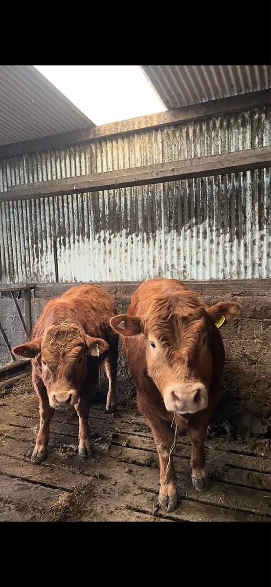 Bulls for sale - Image 1