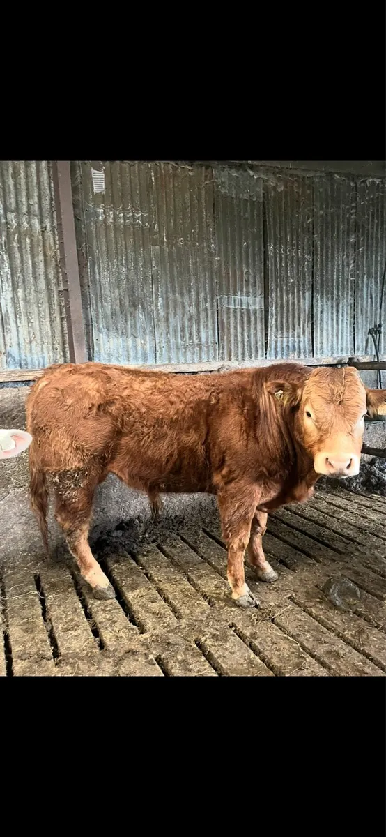 Bulls for sale - Image 2