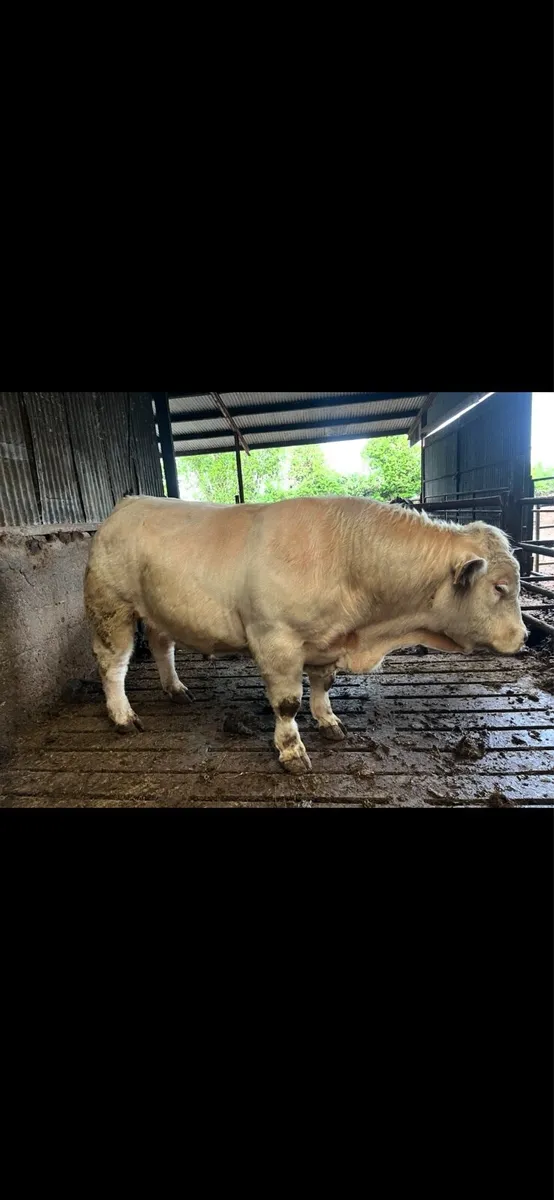 Bulls for sale - Image 3