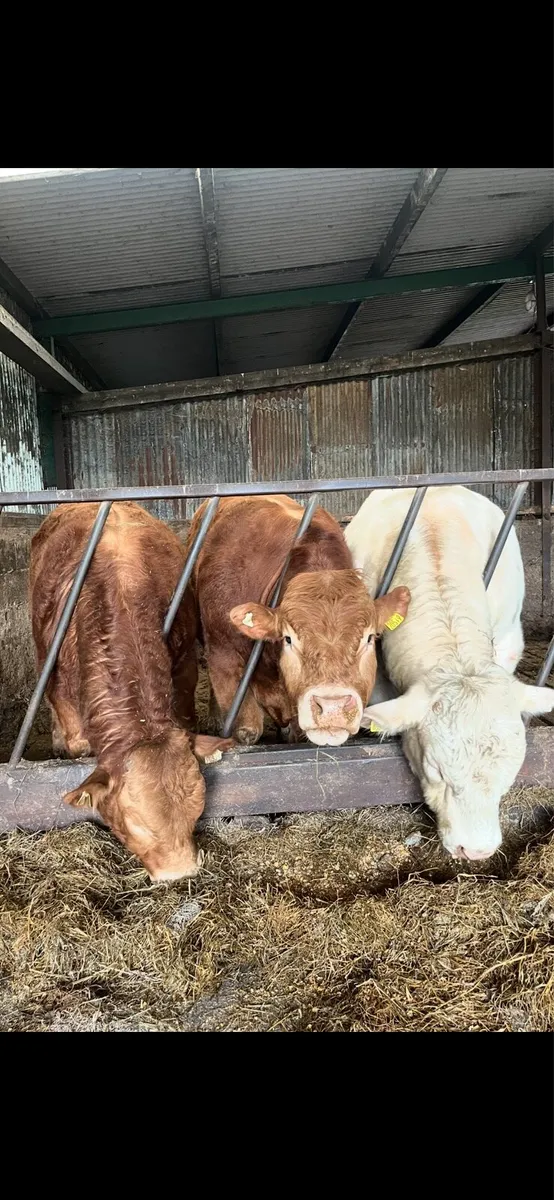 Bulls for sale - Image 4