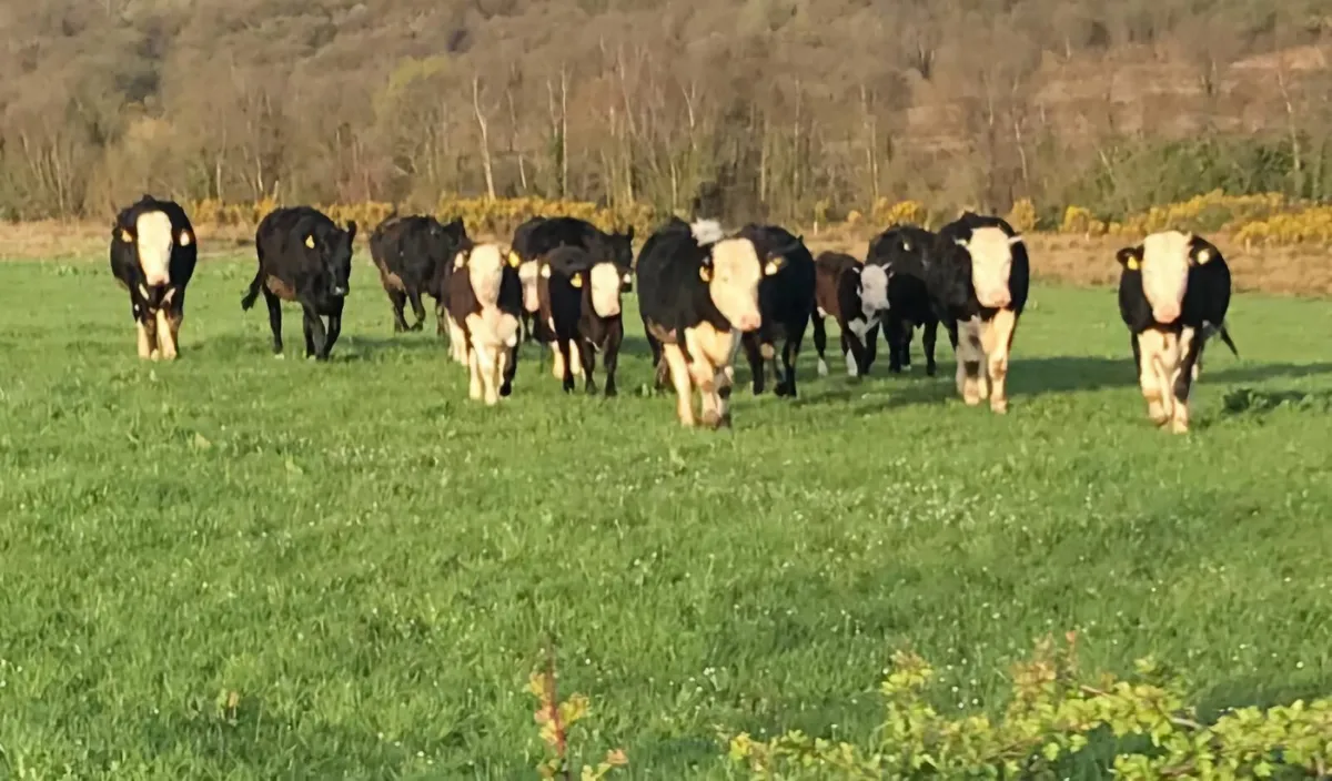 Beef cattle - Image 1