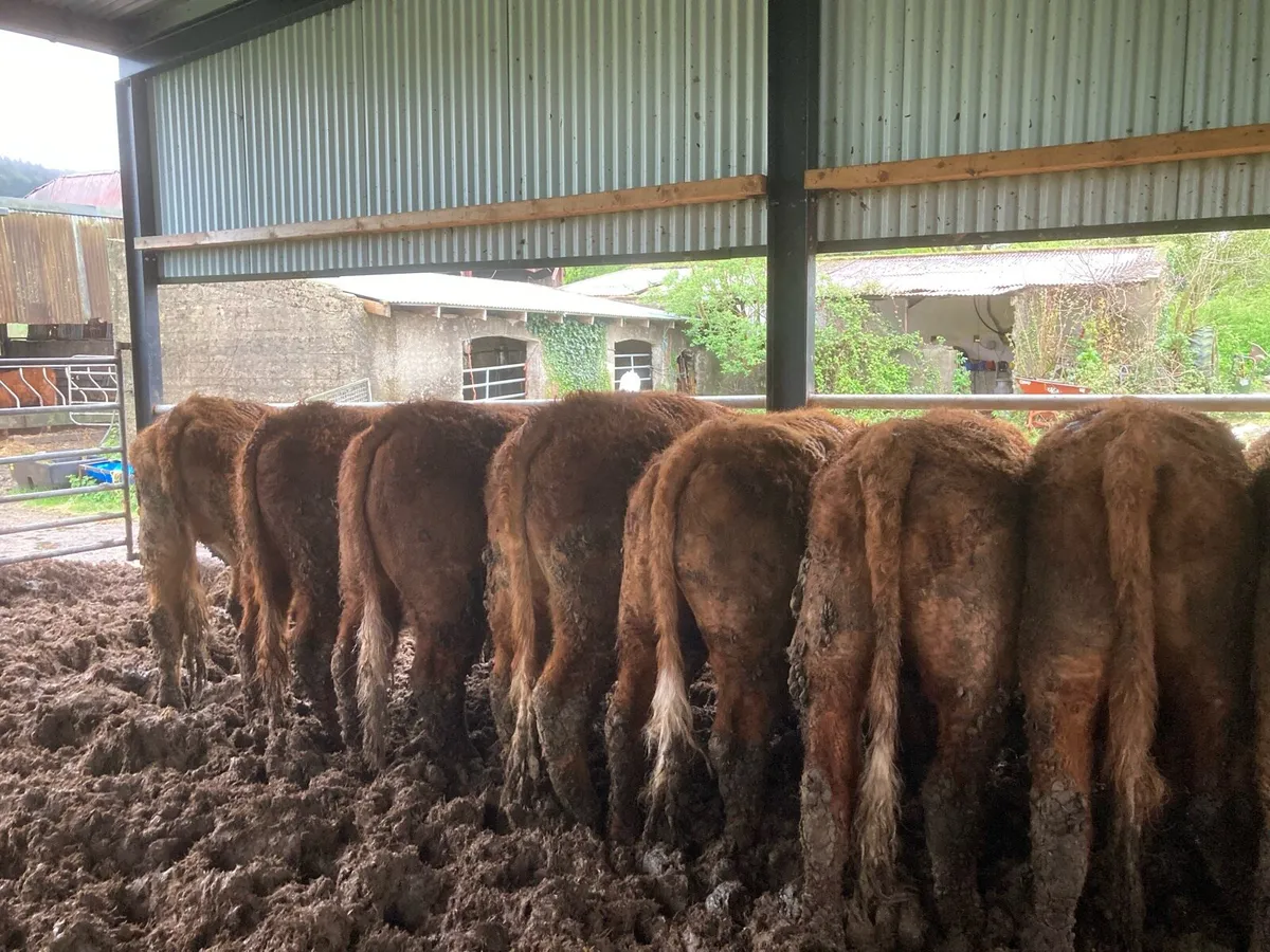 Organic Bullocks - Image 2