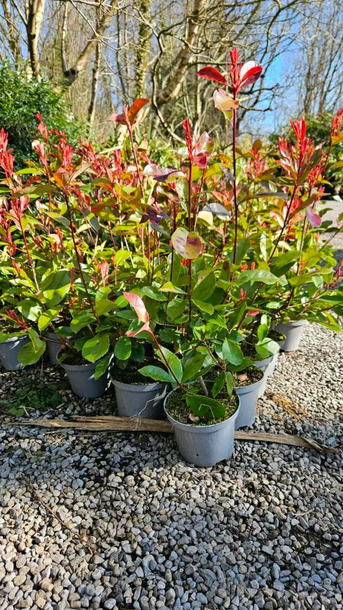 Red Robin, Large Plants - Image 1