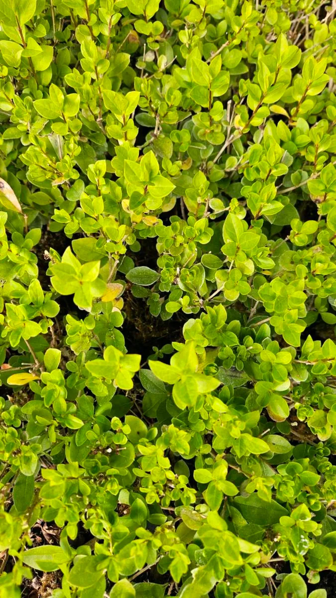 Privet Hedging One Euro - Image 1
