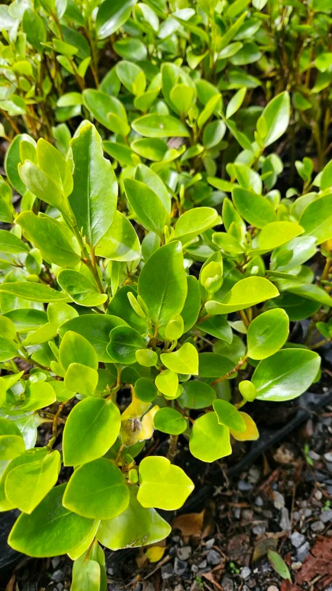 Privet Hedging One Euro - Image 2