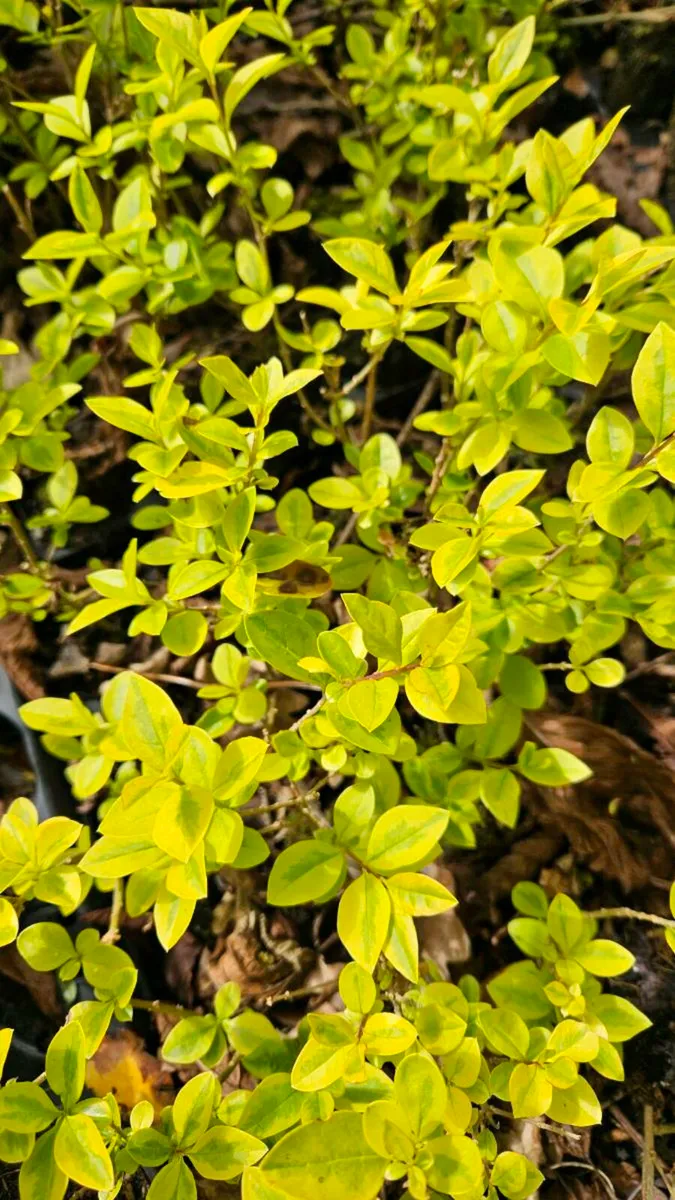 Privet Hedging One Euro - Image 3