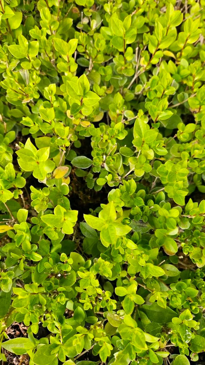 Privet Hedging One Euro - Image 4