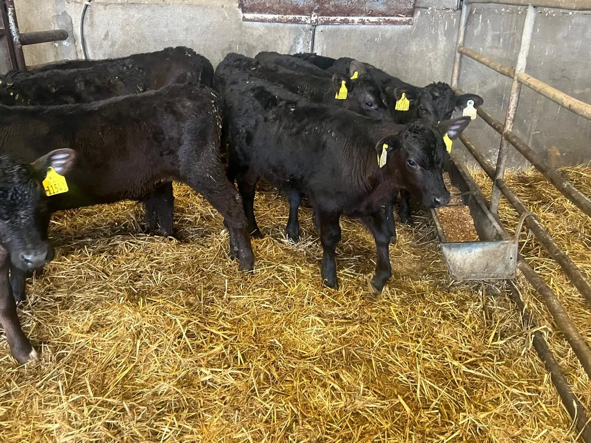 9 weaned Angus bulls - Image 1