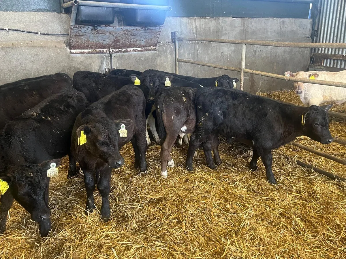 9 weaned Angus bulls - Image 2