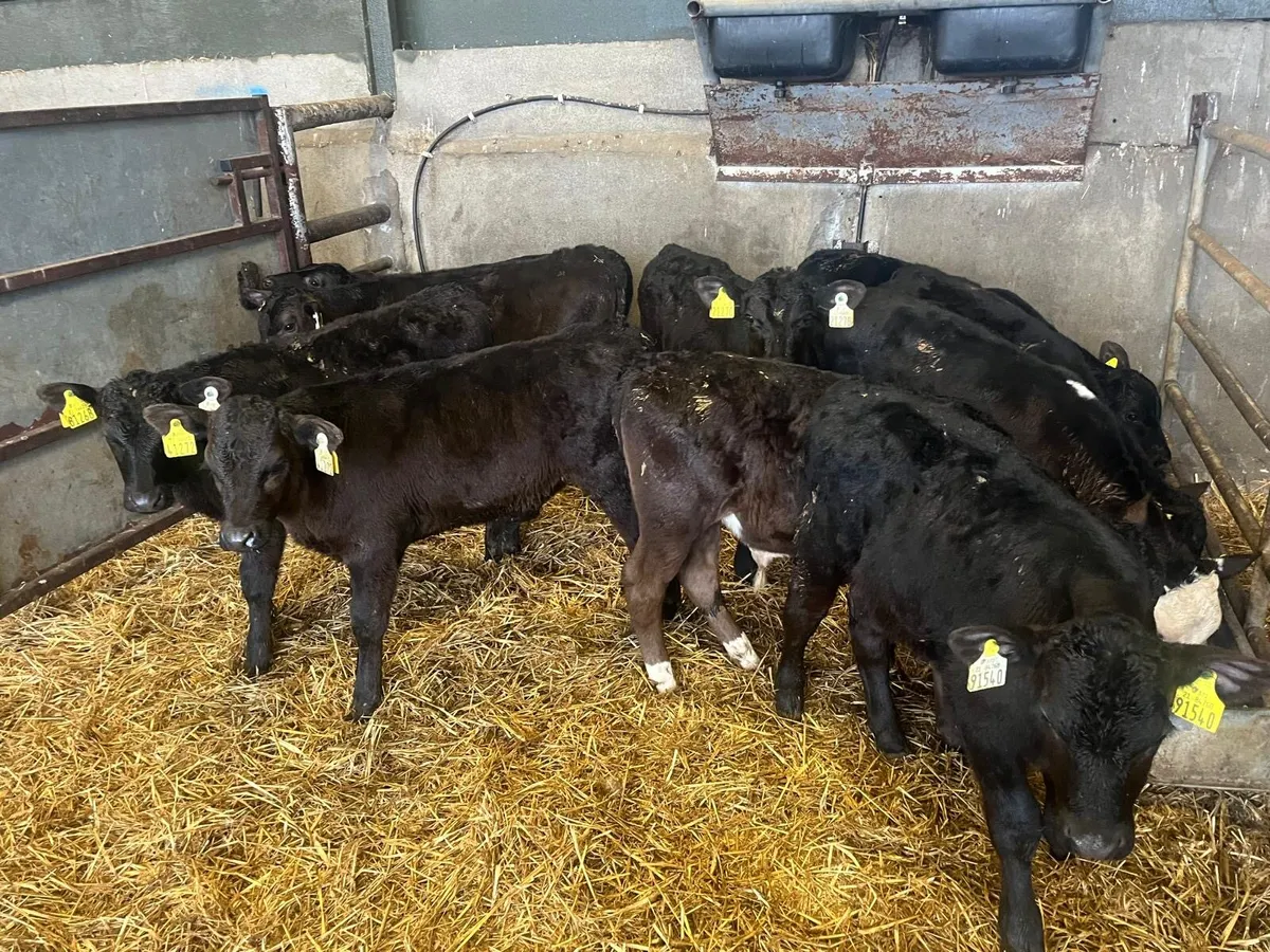 9 weaned Angus bulls - Image 3