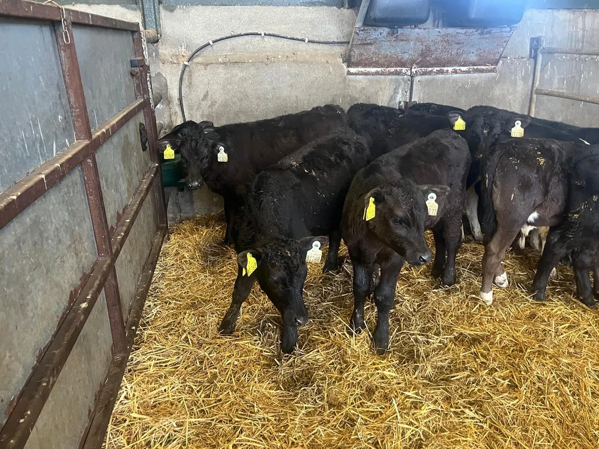 9 weaned Angus bulls - Image 4