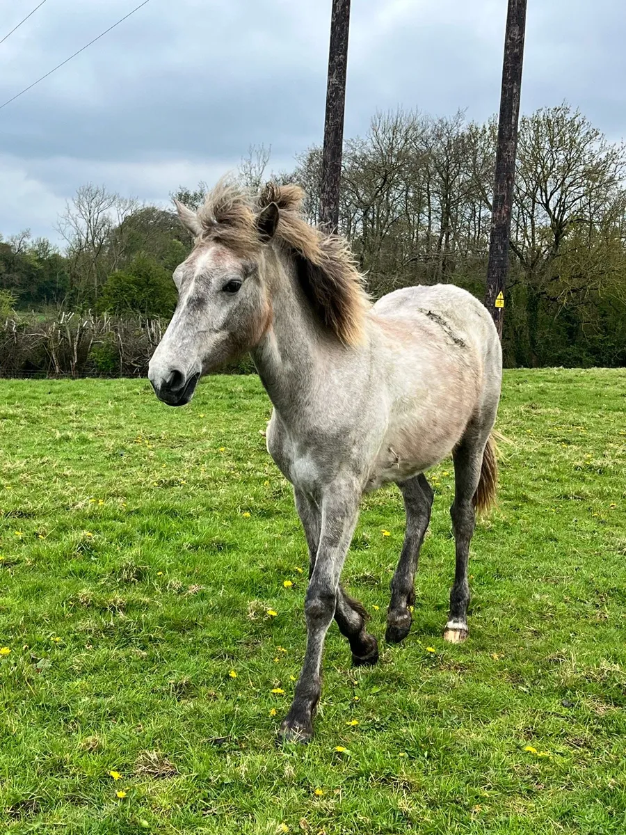 Connemara Fillies - Image 1