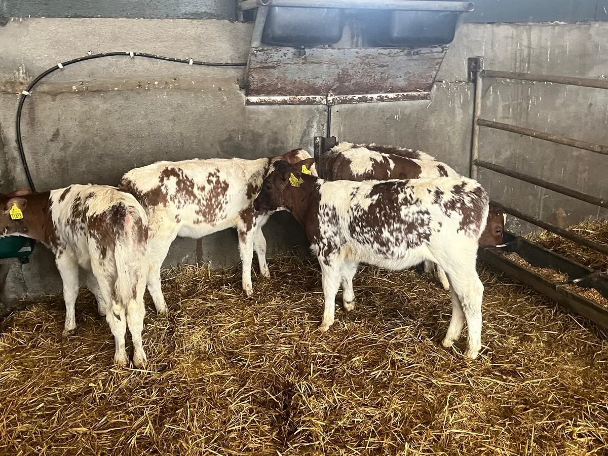5 super  reared red Belgian blue heifers - Image 1