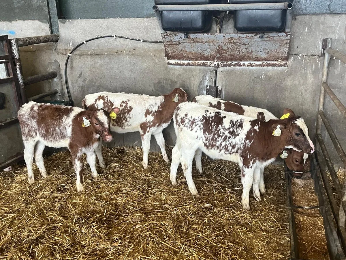 5 super  reared red Belgian blue heifers - Image 2