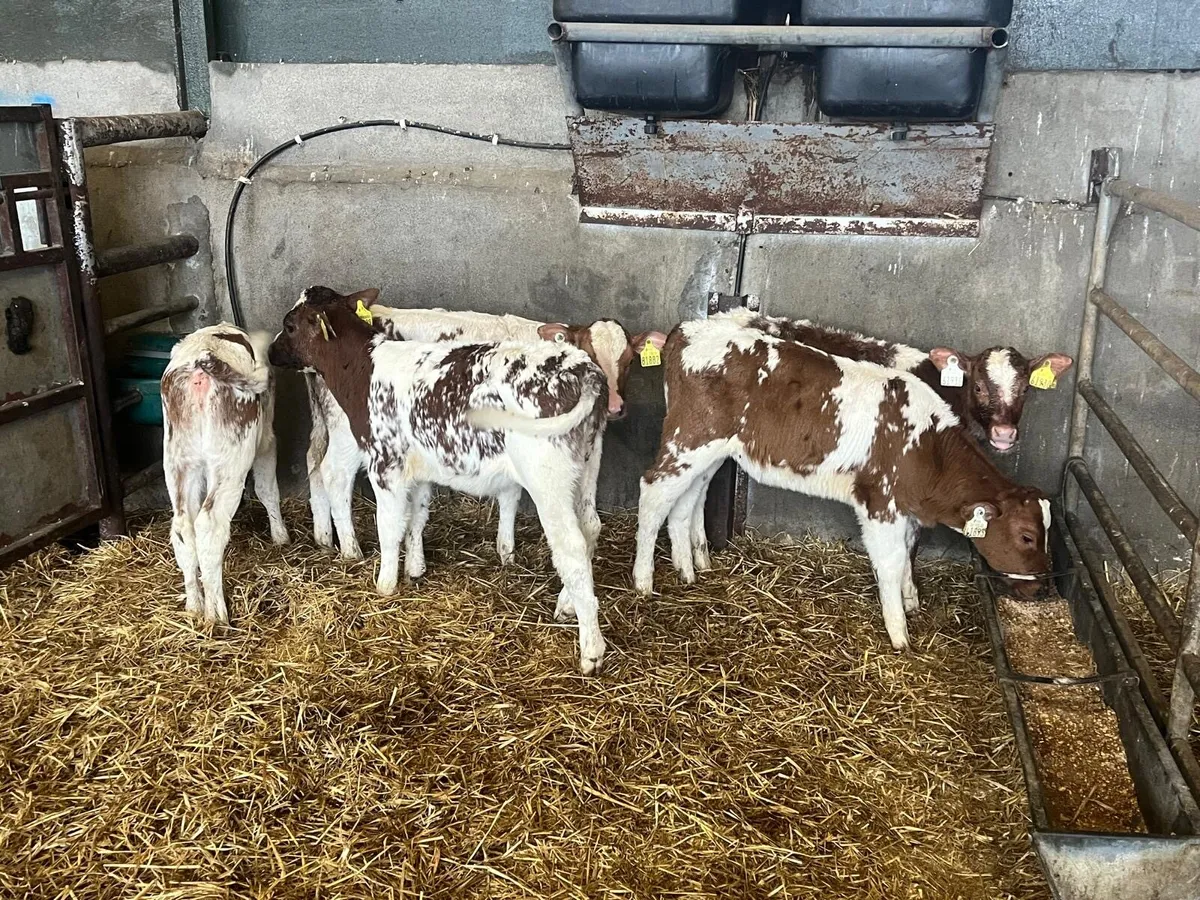 5 super  reared red Belgian blue heifers - Image 3