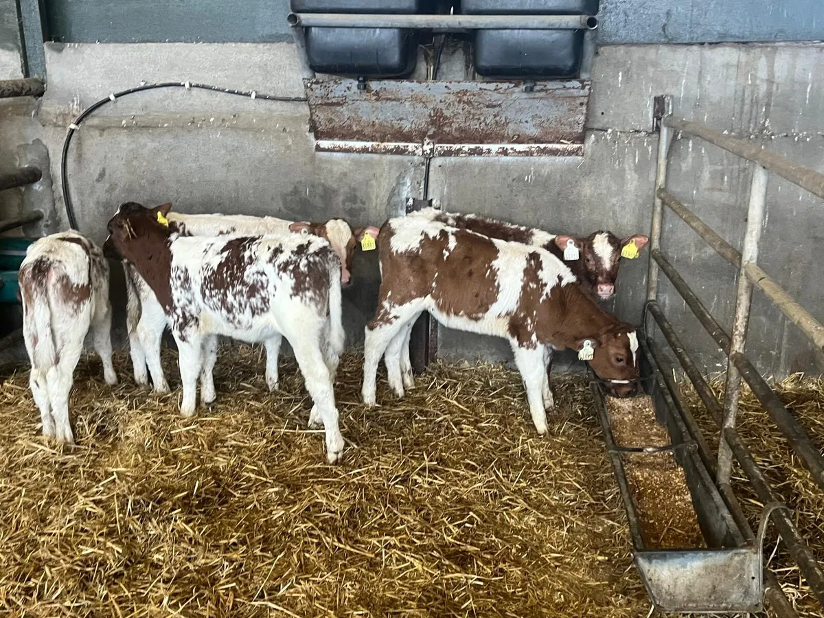 5 super  reared red Belgian blue heifers - Image 4