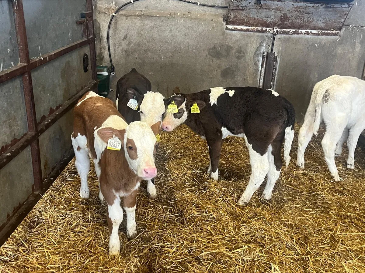 4 Simmental heifer calf’s - Image 1