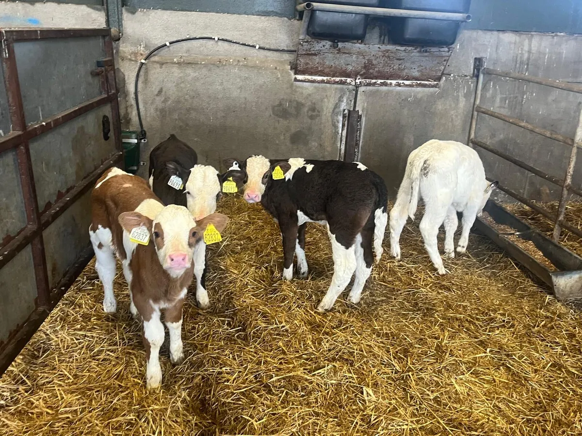 4 Simmental heifer calf’s - Image 2
