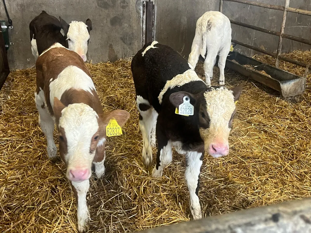 4 Simmental heifer calf’s - Image 3