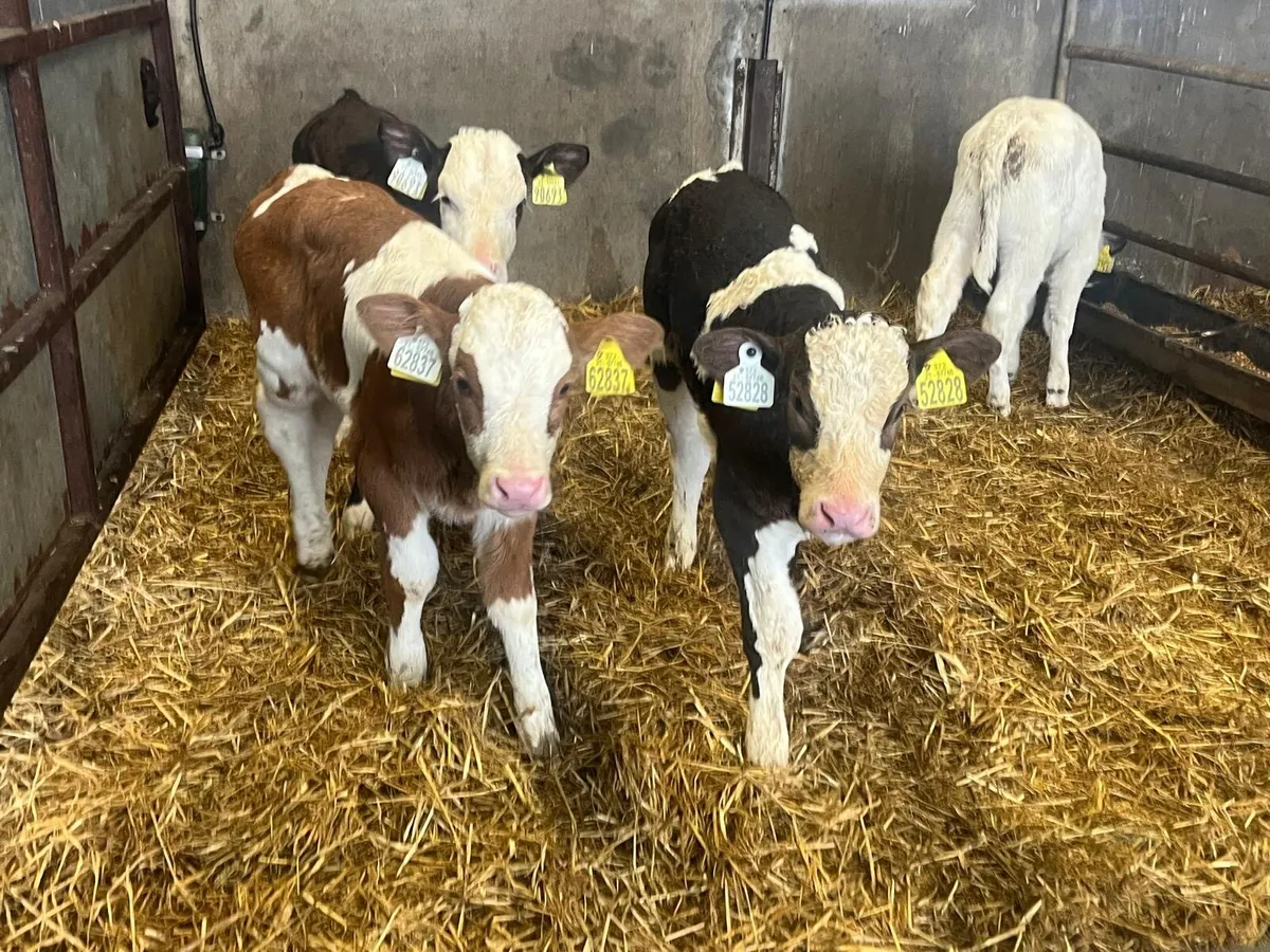 4 Simmental heifer calf’s - Image 4