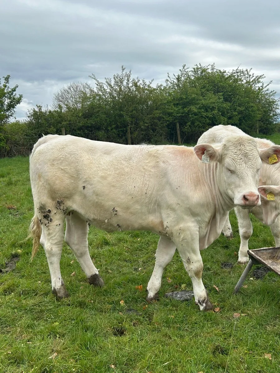 PBR Charolais heifers - Image 2