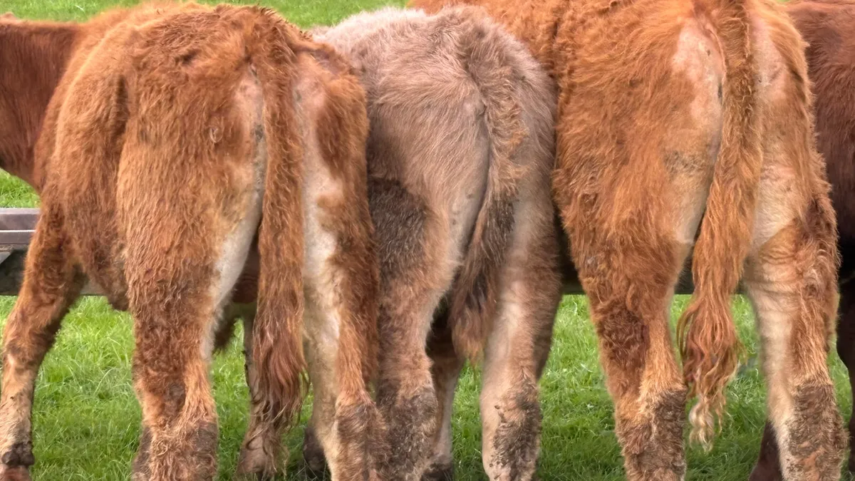 5 Quality Bull Wealings - Image 4