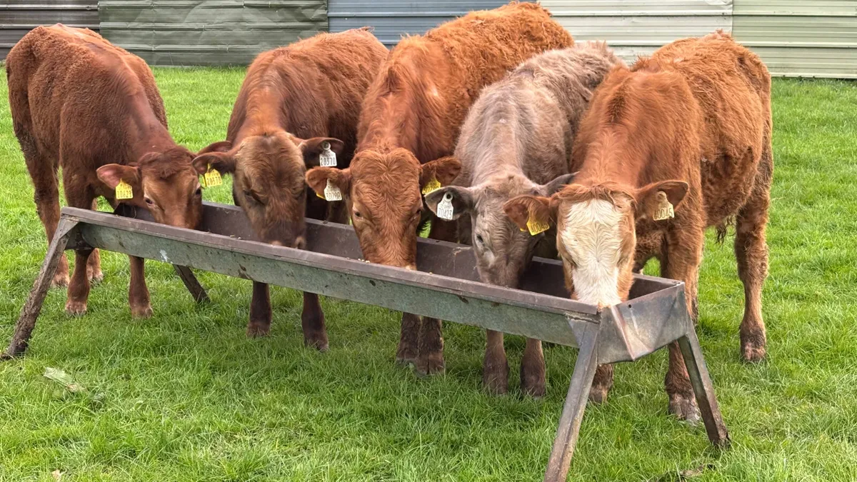5 Quality Bull Wealings - Image 1