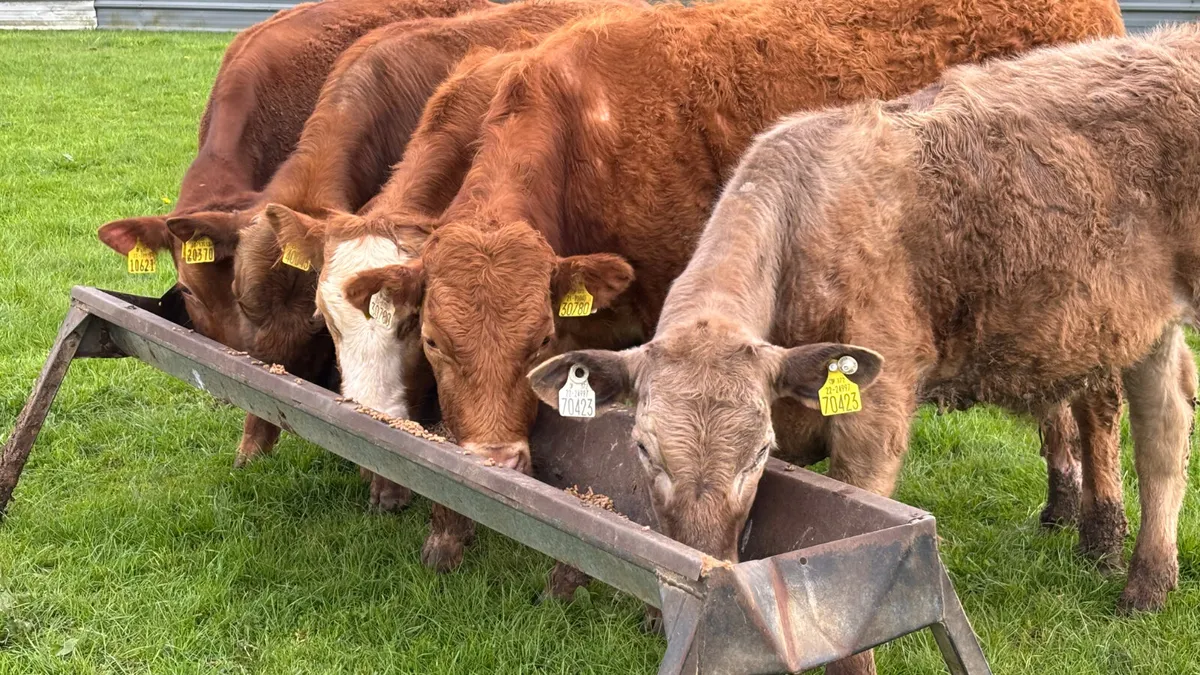 5 Quality Bull Wealings - Image 2