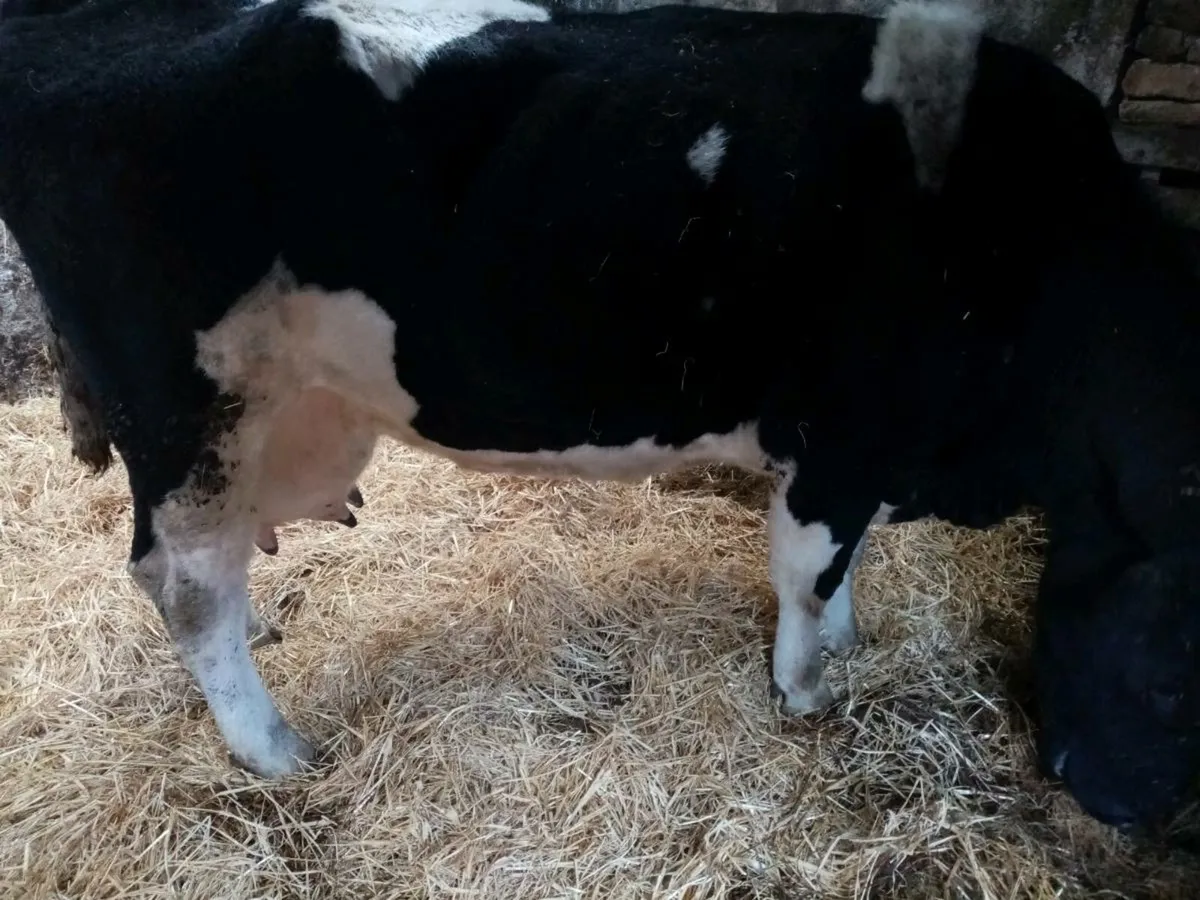 milker - Image 2