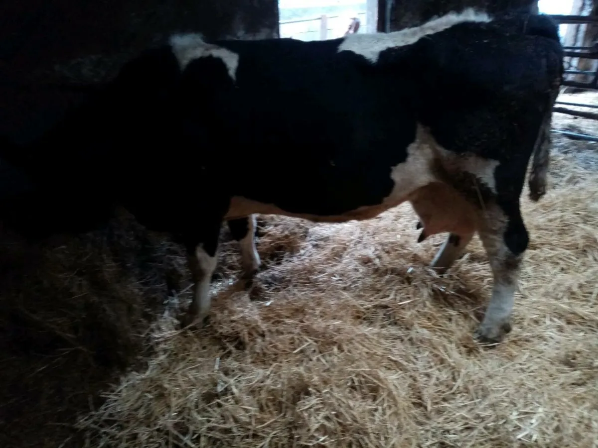 milker - Image 4