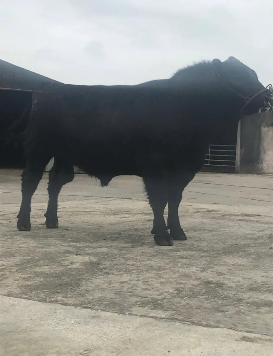 Angus bulls for sale - Image 2