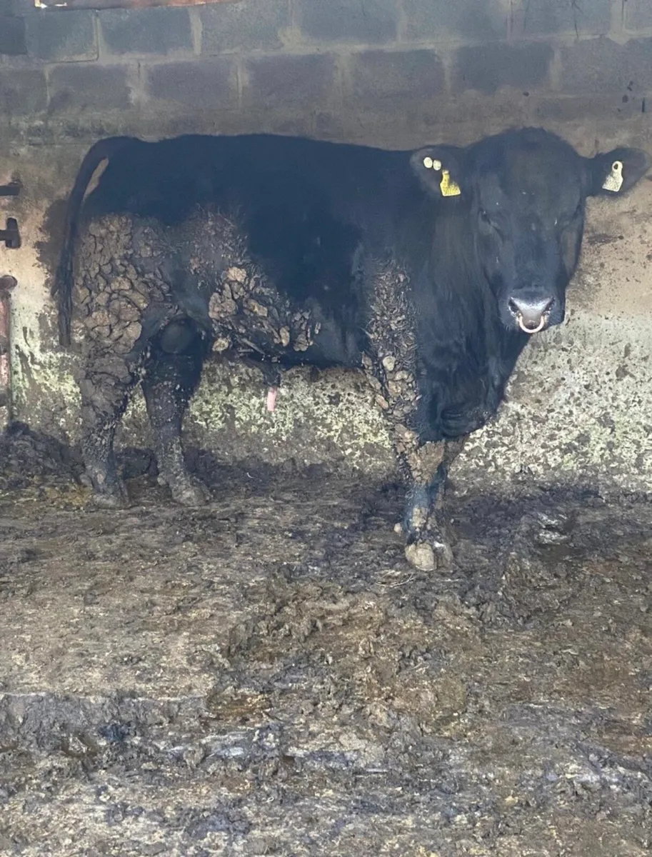 Angus bulls for sale - Image 3