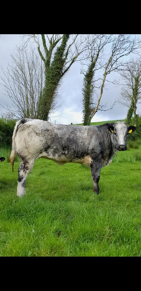 Super EBY Bull weanling for Balla Mart - Image 2